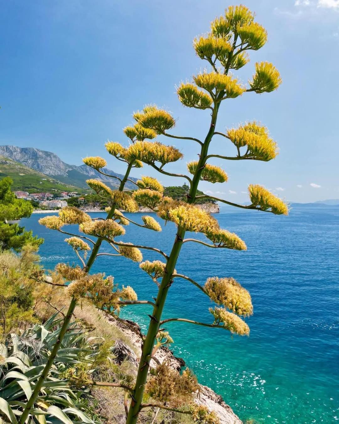 Apartment Villa Mirna Makarska Eksteriør bilde