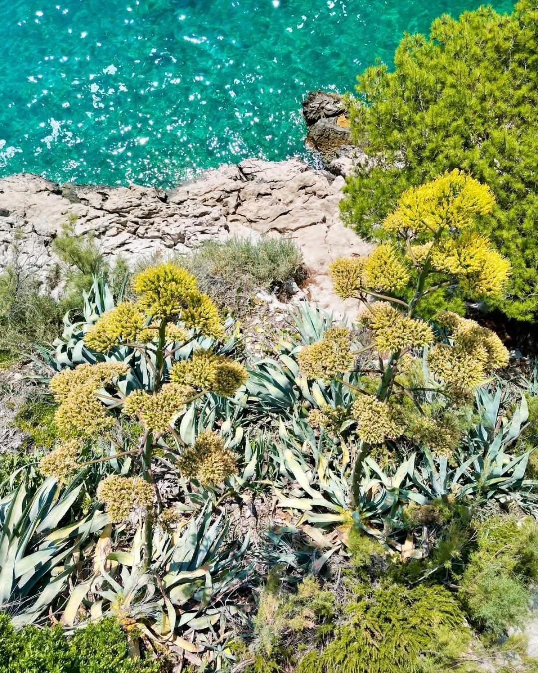 Apartment Villa Mirna Makarska Eksteriør bilde
