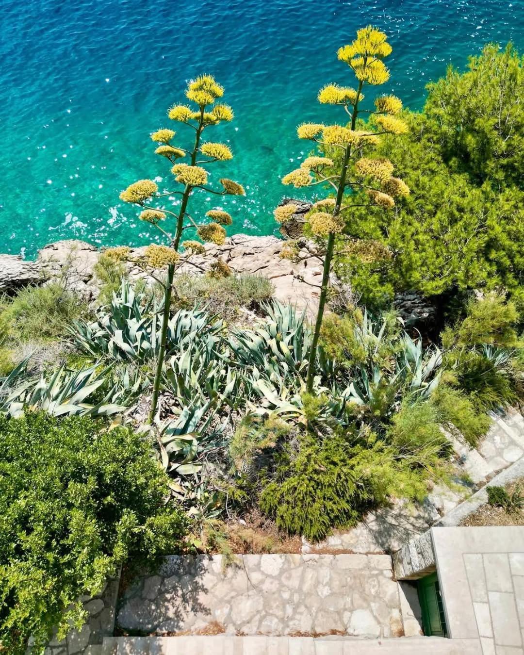 Apartment Villa Mirna Makarska Eksteriør bilde